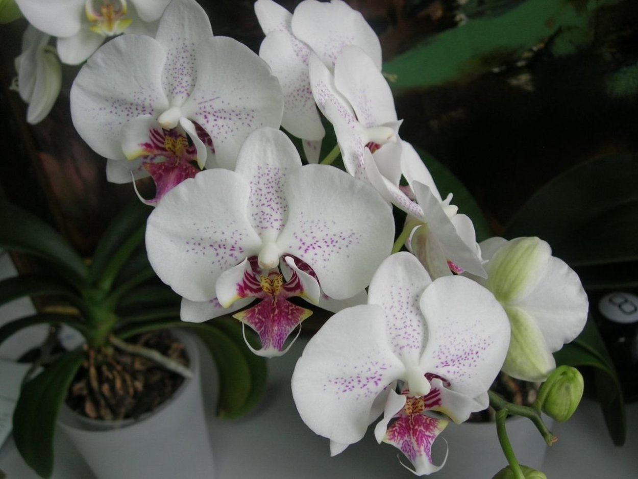 Фаленопсис Phal. Radiance