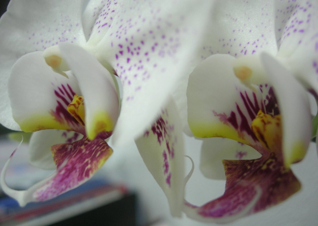Орхидея Phalaenopsis 'Radiance