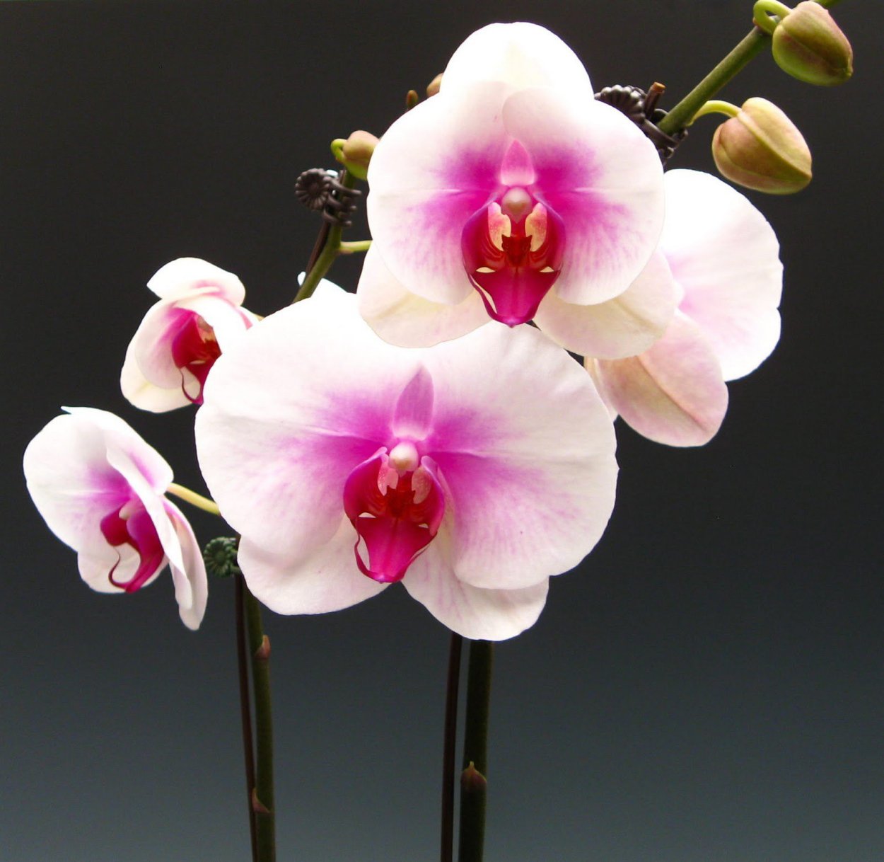 Фаленопсис Mirach