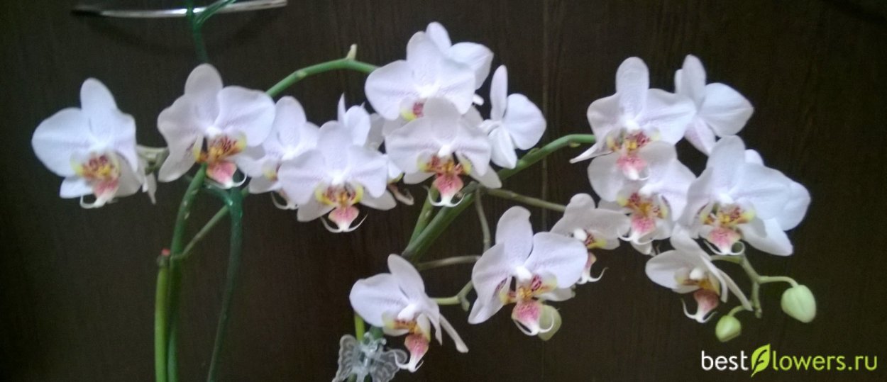 Орхидея ambiance Phalaenopsis