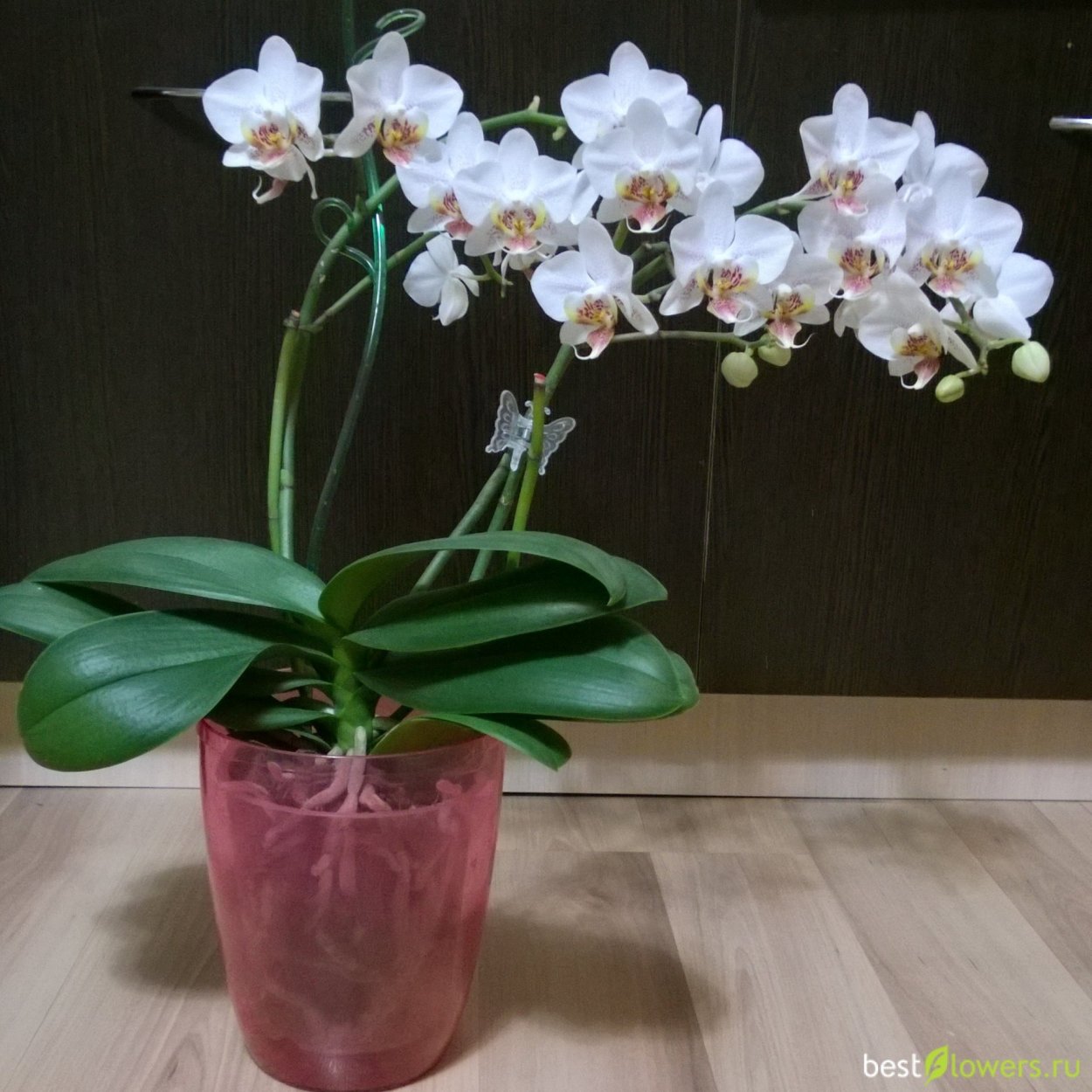 Фаленопсис Орхидея Astral