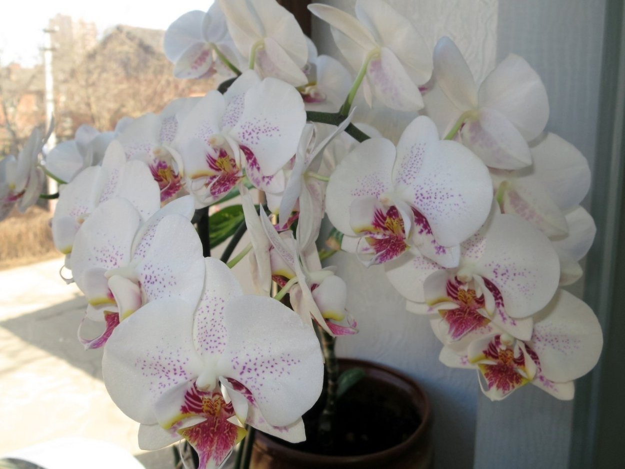 Фаленопсис Рефлекшн