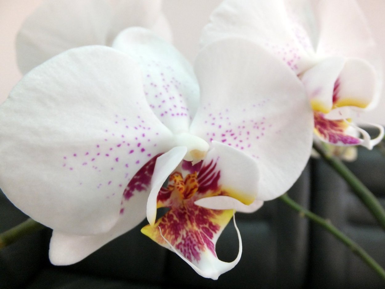 Орхидея Phalaenopsis 'Radiance