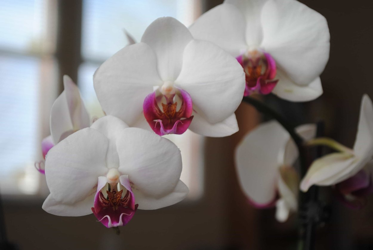 Фаленопсис Клевеланд