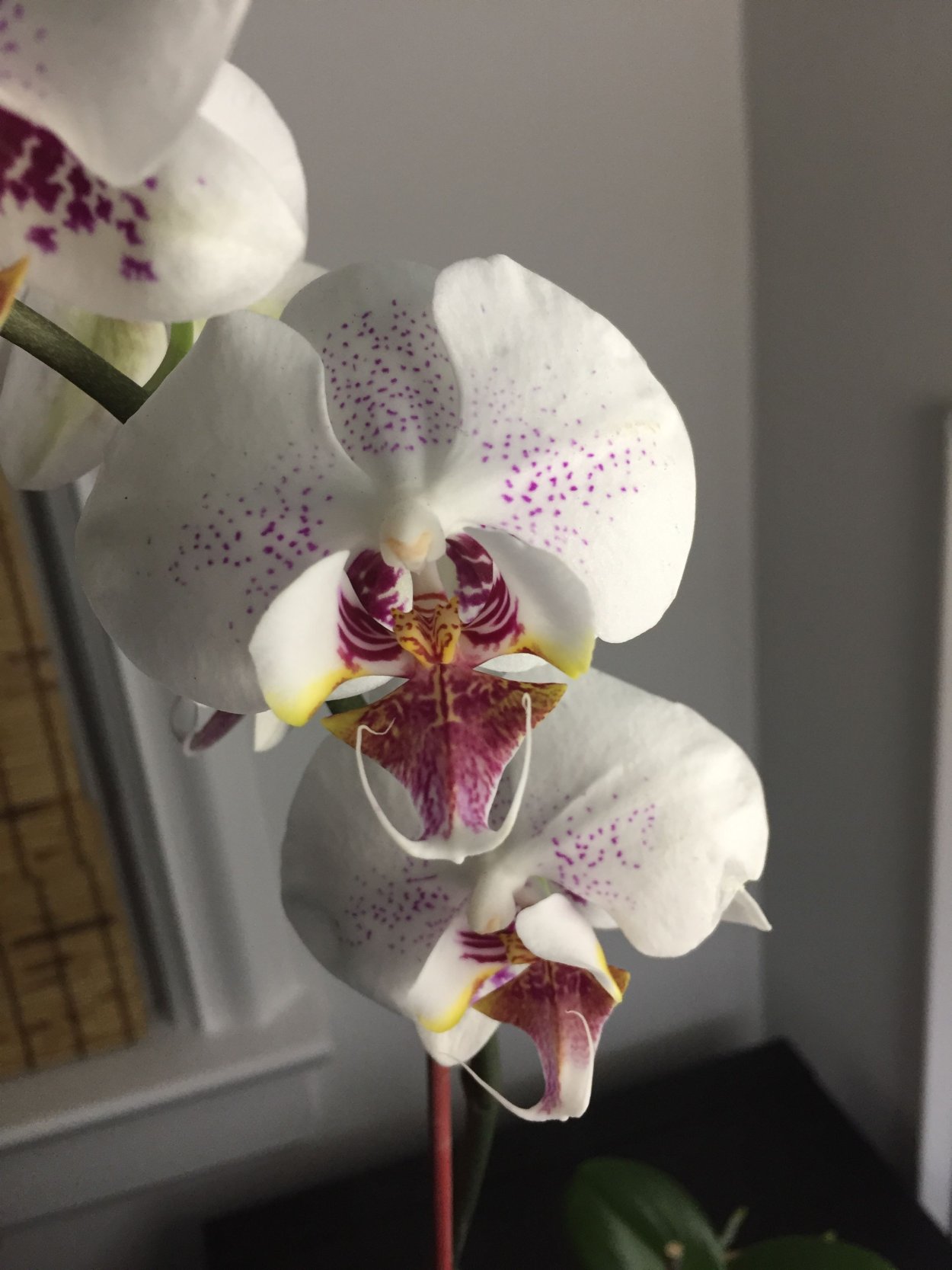 Орхидея Phalaenopsis Kellion