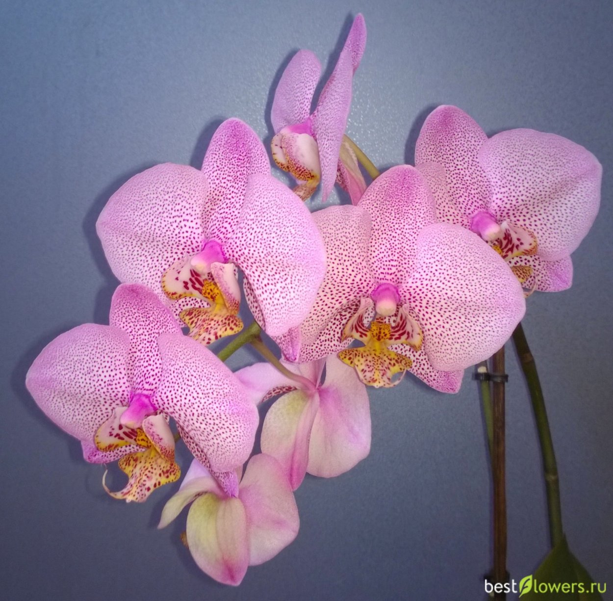 Фаленопсис ред Липс