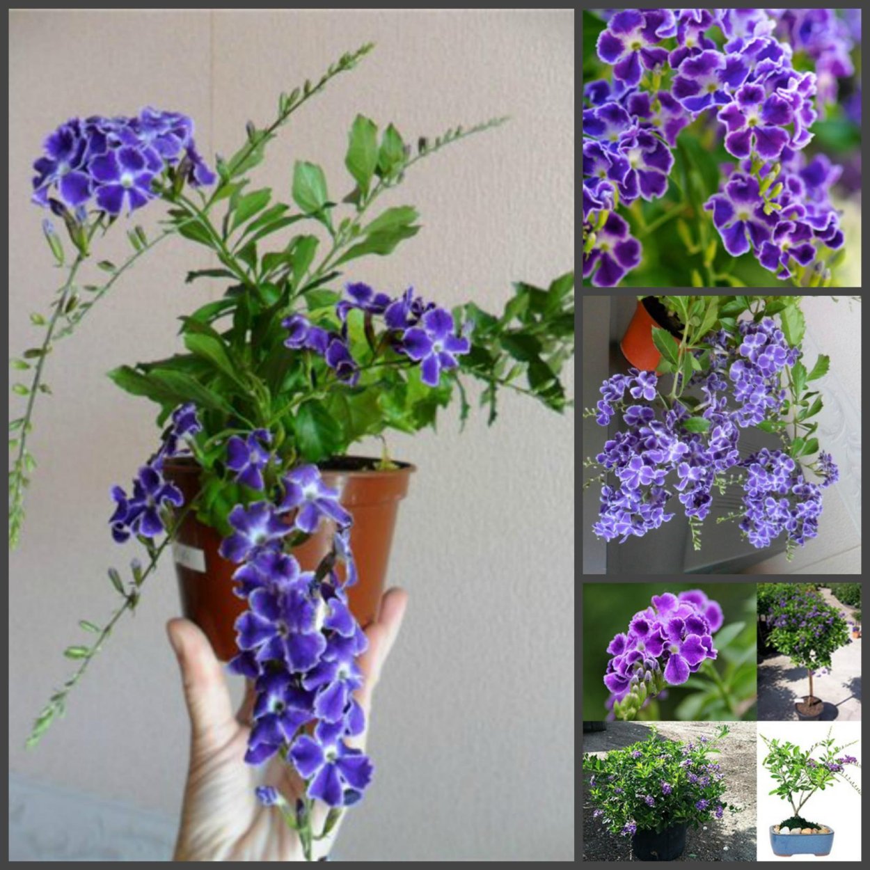 Duranta erecta растение