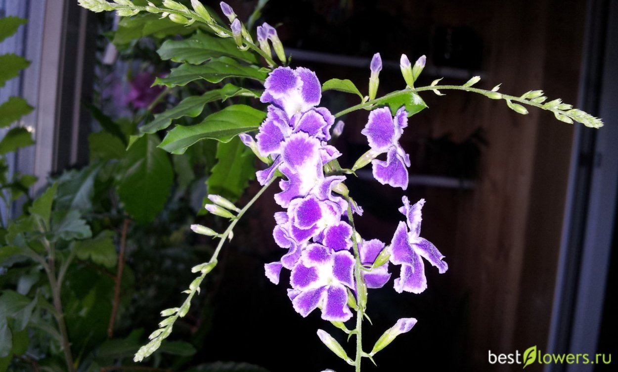 Дуранта ползучая