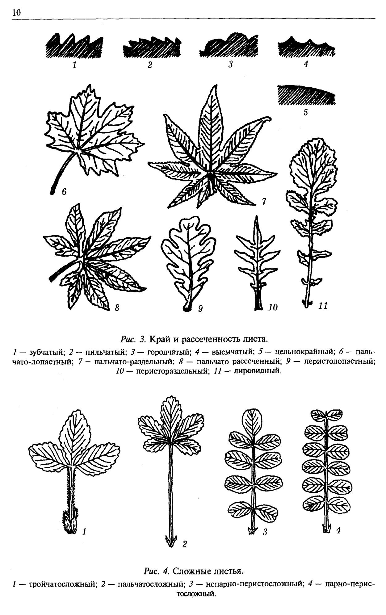Лист каштана простой