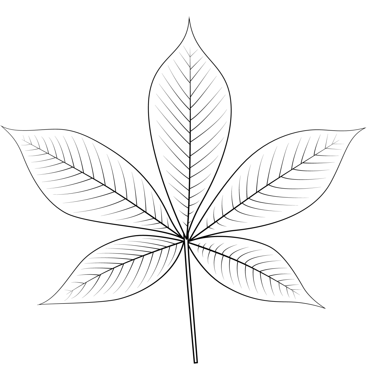 Форма листовой пластинки сложного листа