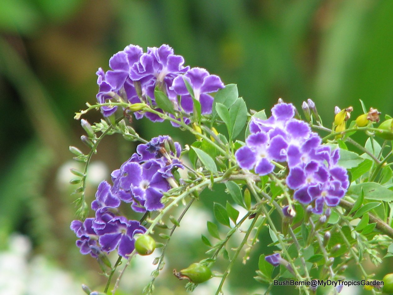 Дуранта биколор