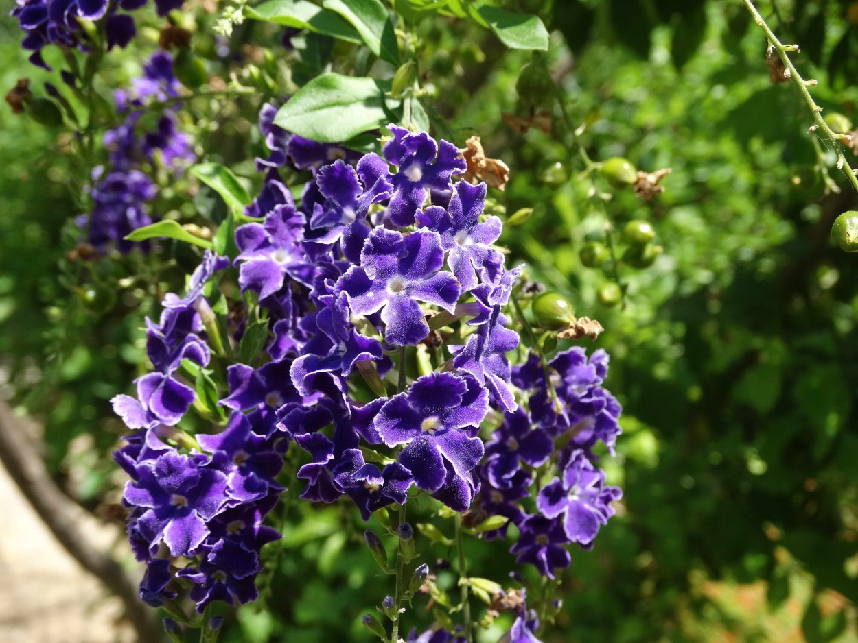 Дуранта голубая