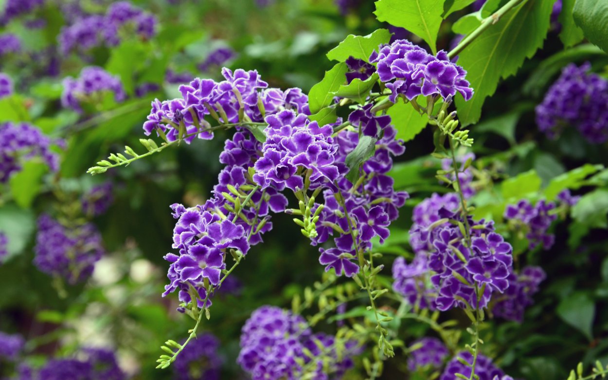 Дуранта Лоренца