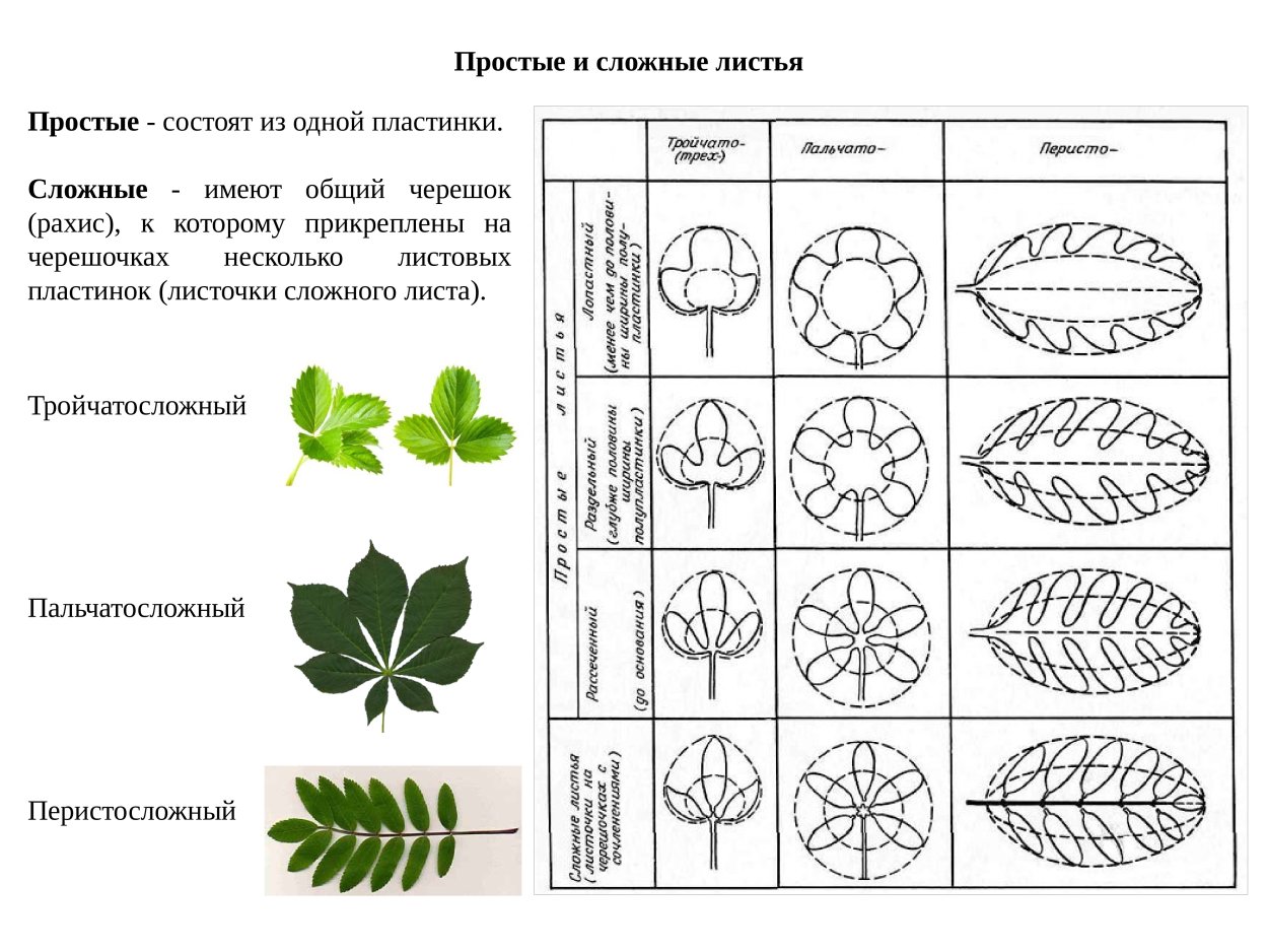 Лист каштана раскраска