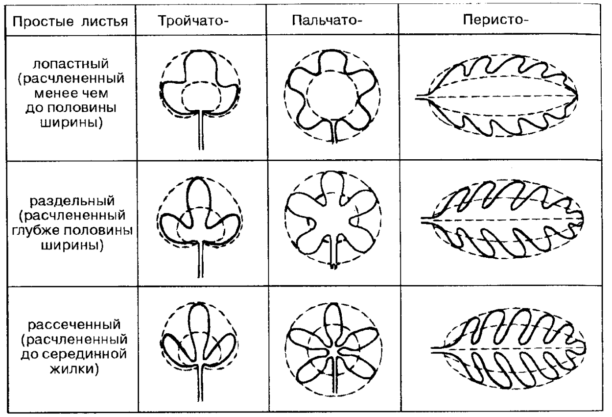 Жилкование листа шиповника