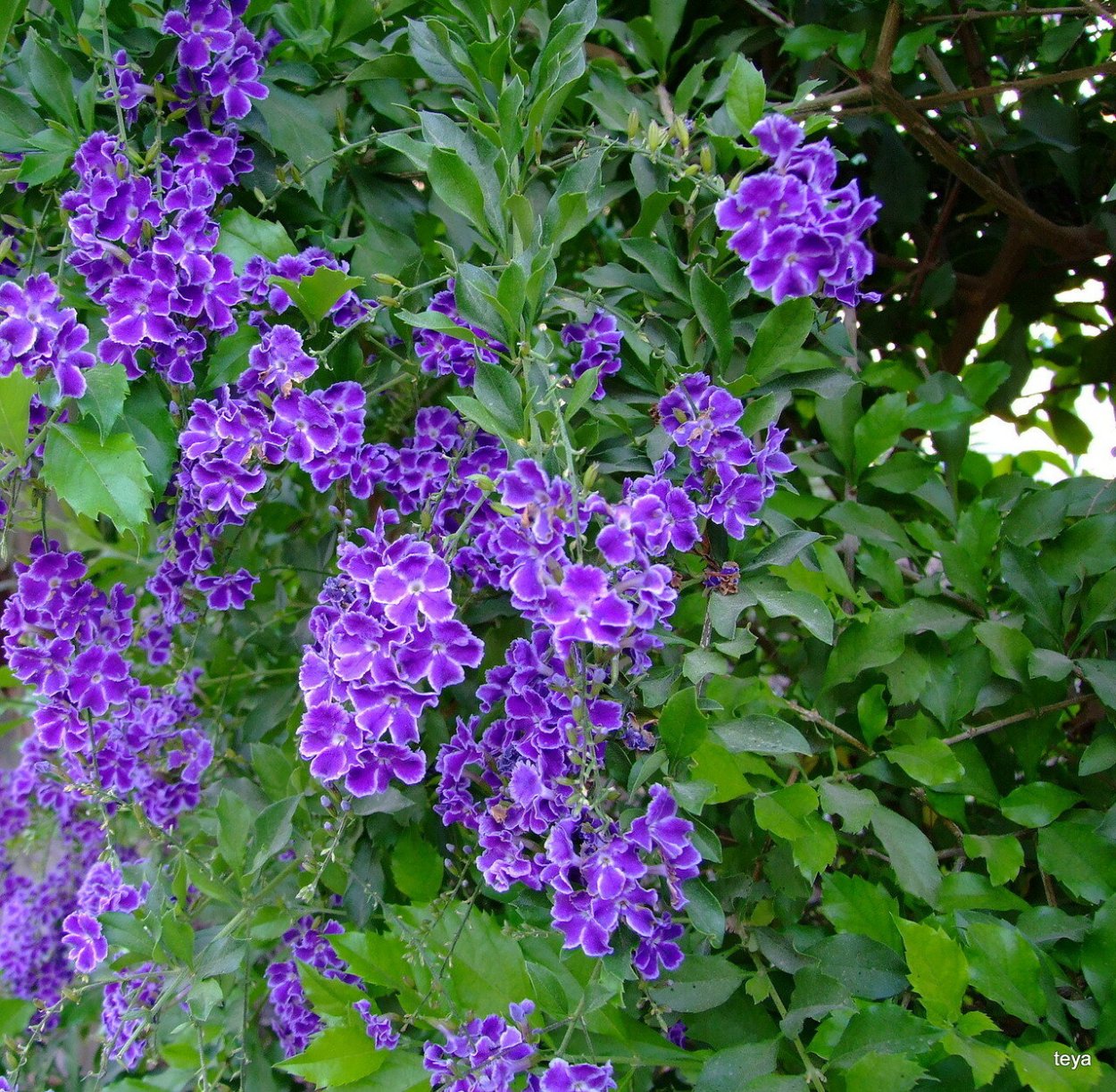 Дуранта erecta 'Alba'