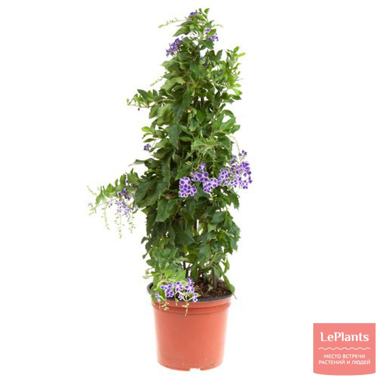 Дуранта прямостоячая