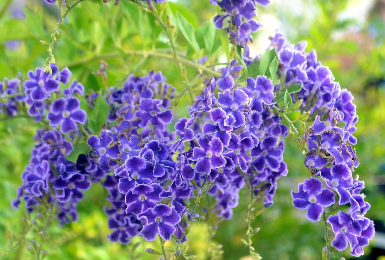 Дуранта прямостоячая