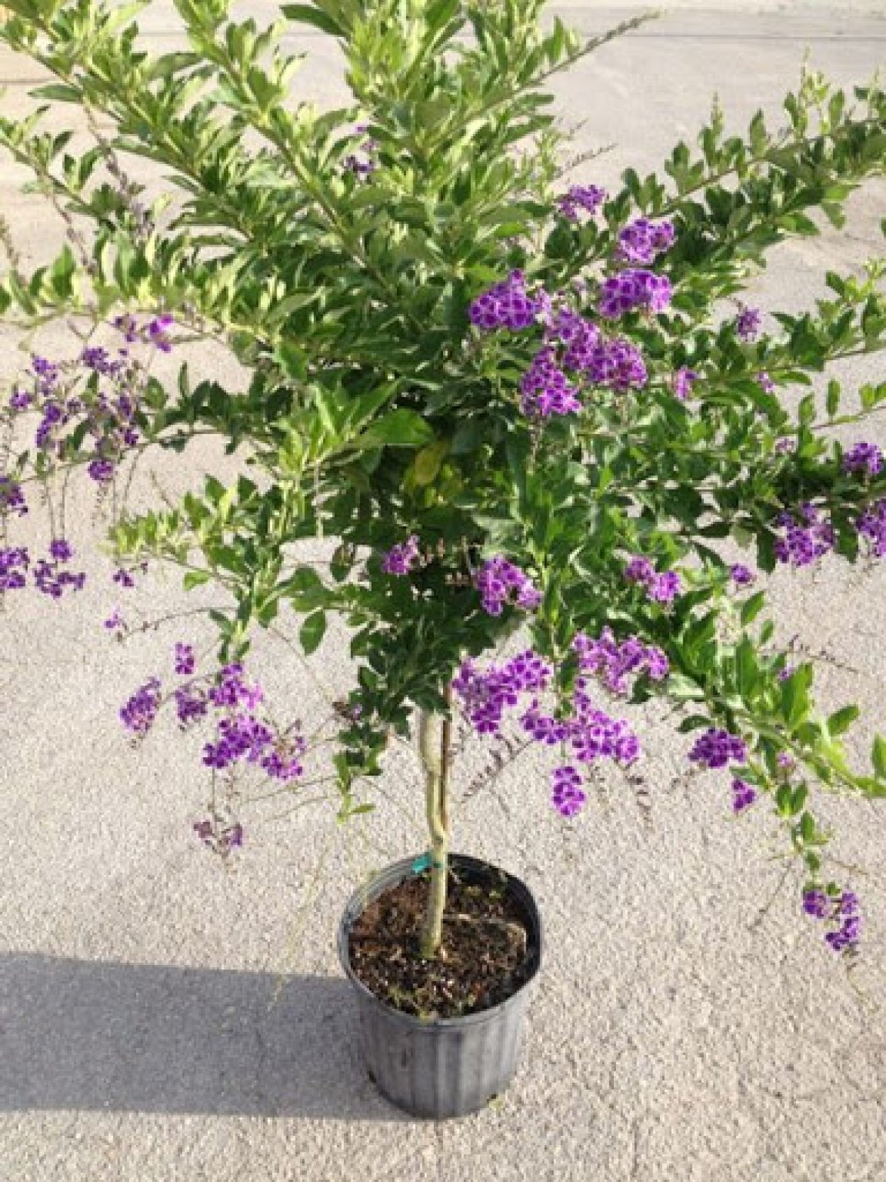 Дуранта прямостоячая