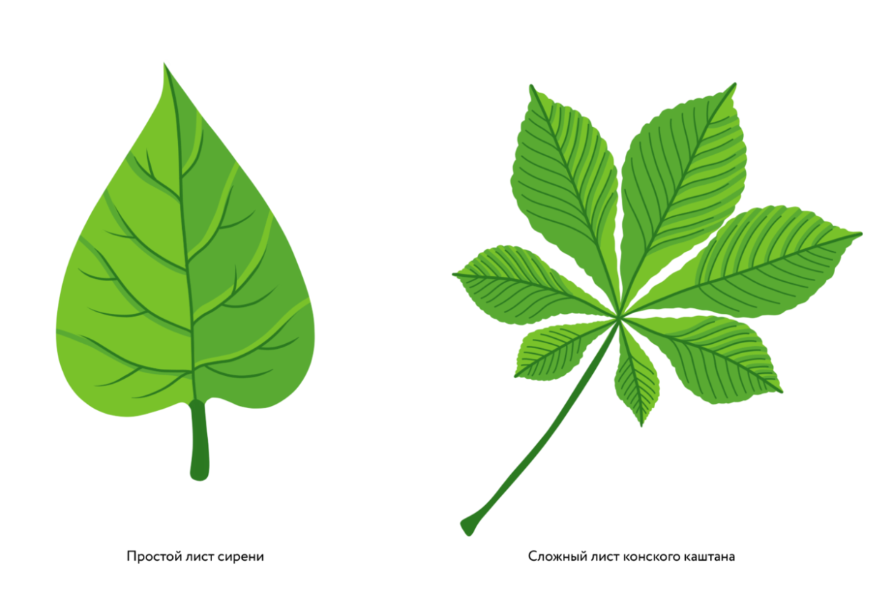 Форма листа каштана. Каштан конский жилкование листа. Жилкование листа каштана. Жилкование листьев каштана. Строение листа каштана.