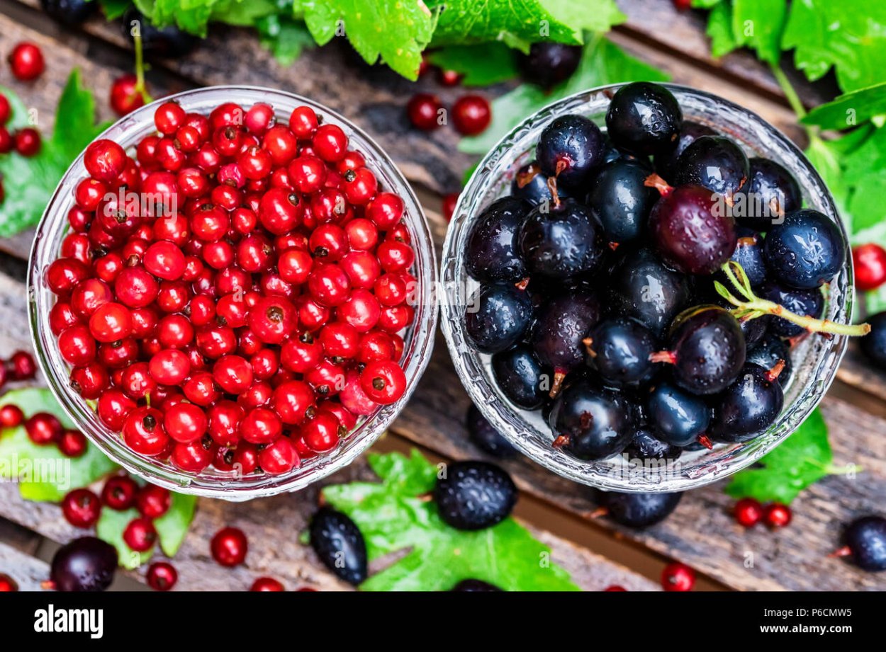 Клюква Vaccinium macrocarpon