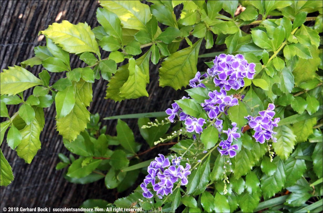 Дуранта маленькая гейша