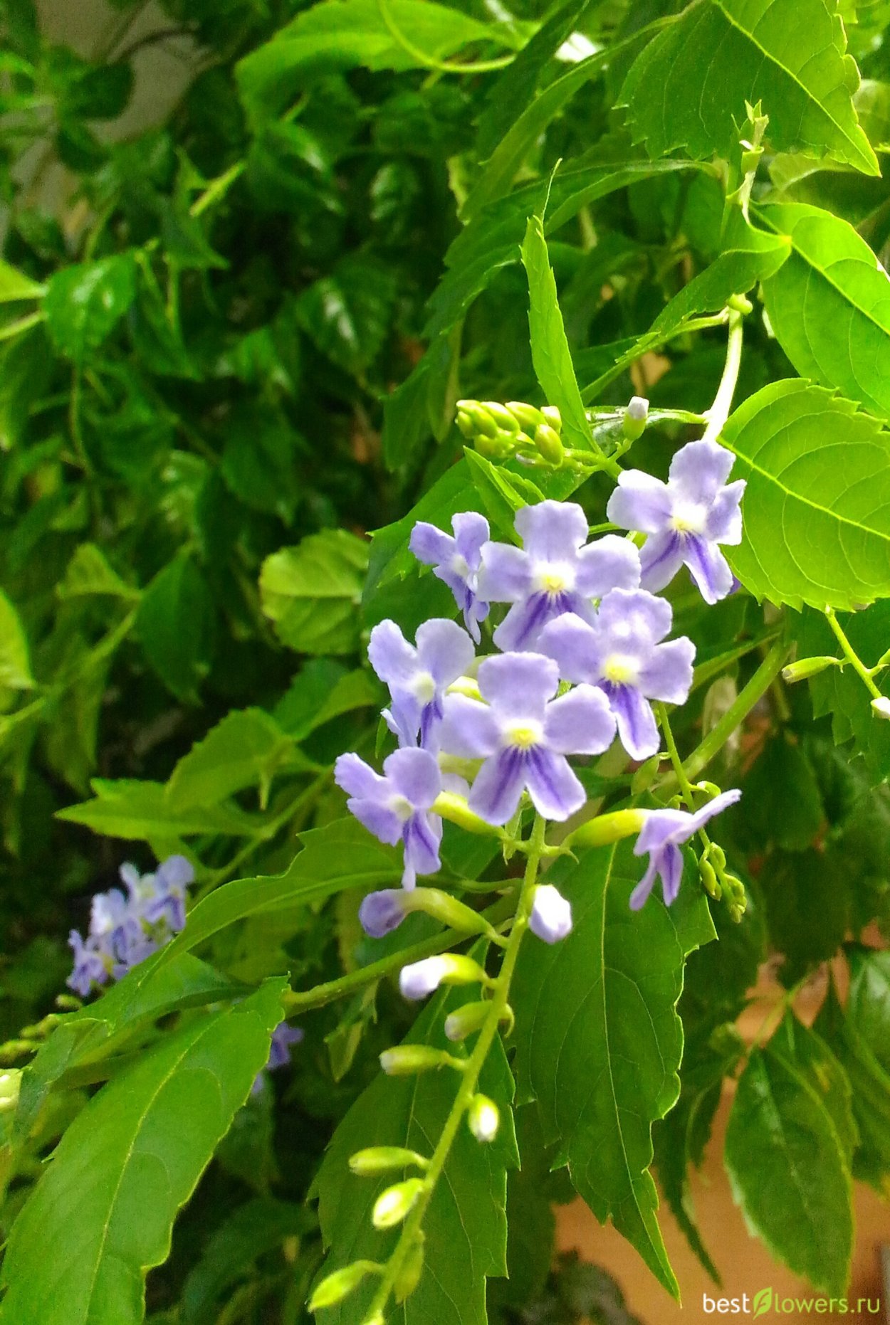 Дуранта плоды