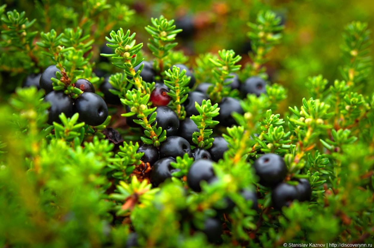 Черника Кольский полуостров