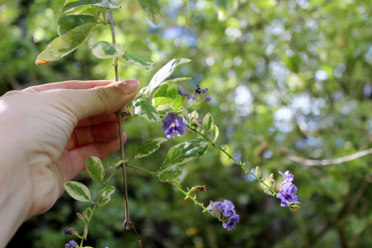 Кустарник Duranta erecta