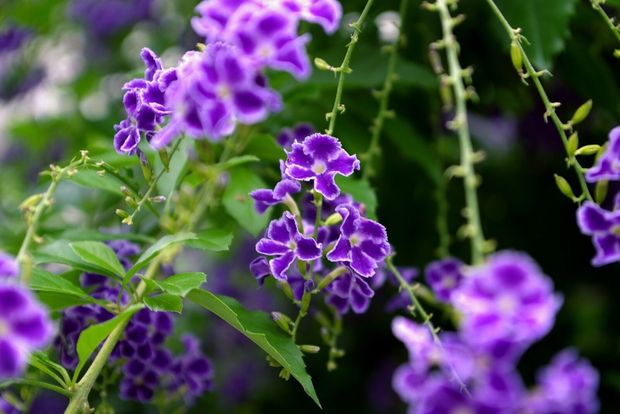 Дуранта миниатюрная