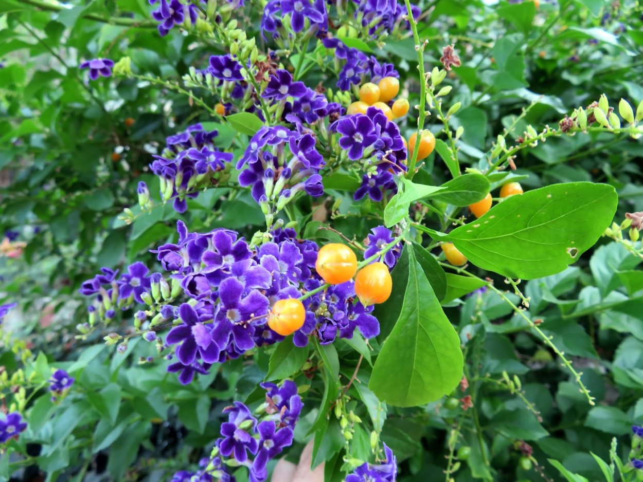 Дуранта прямостоячая