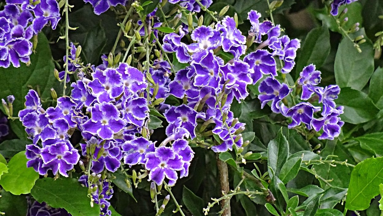 Дуранта вариегатная