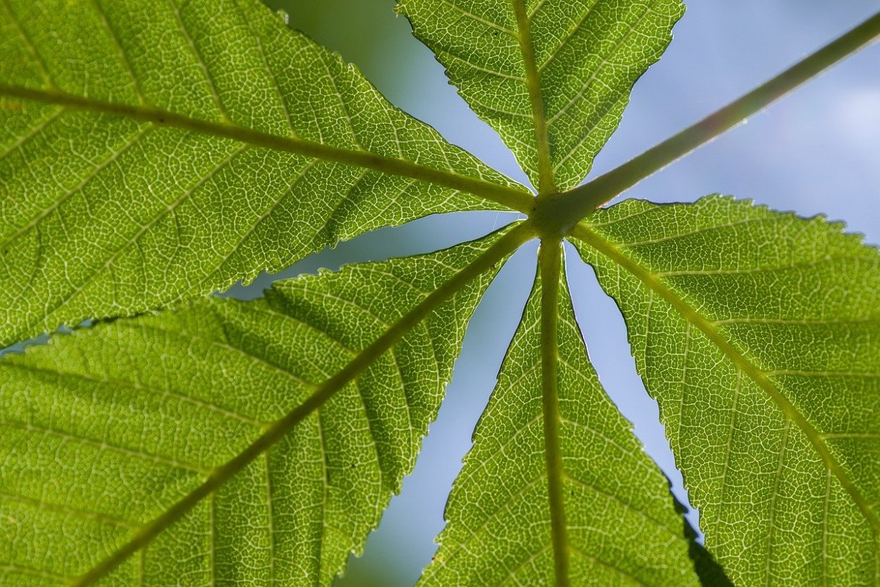 Парноперистосложный лист и непарноперистосложный