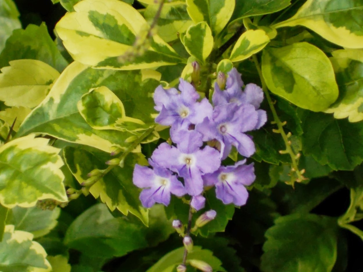 Дуранта маленькая гейша