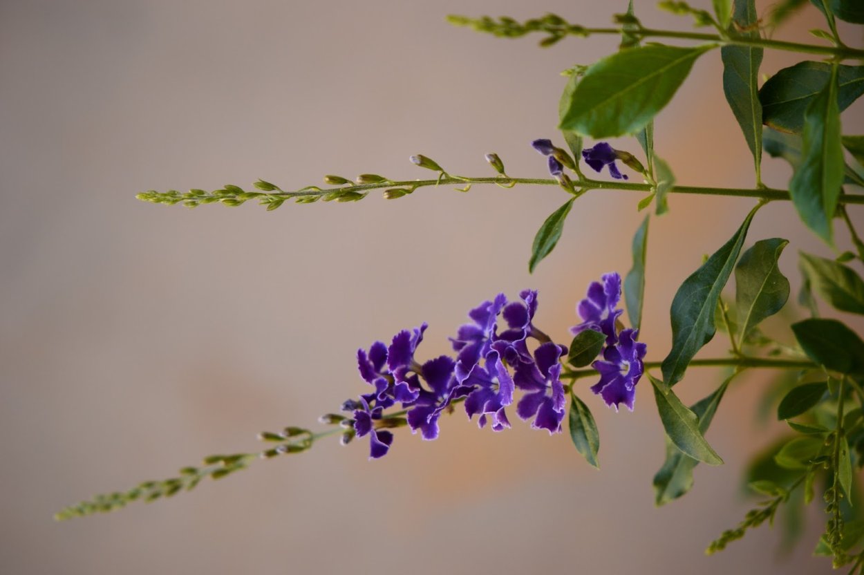 Дуранта биколор