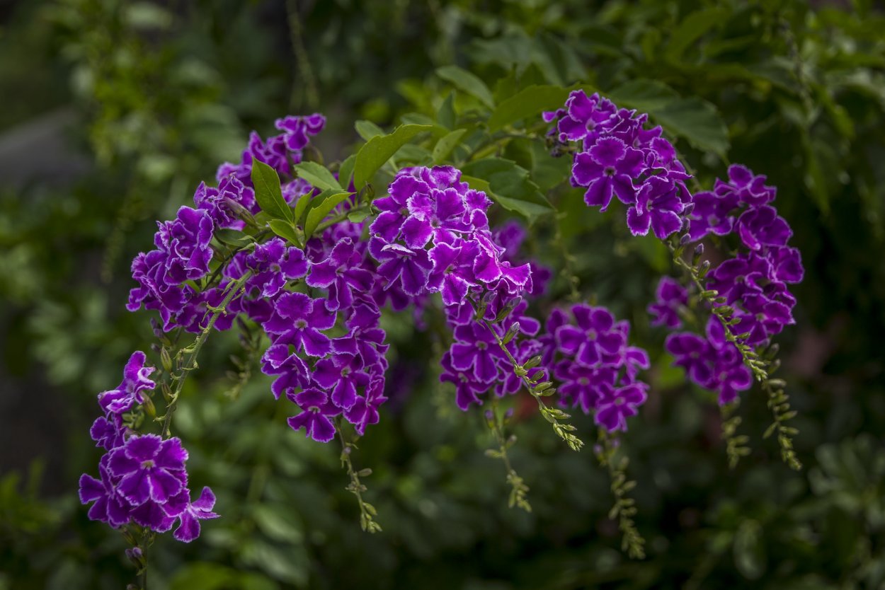 Дуранта Плюмье