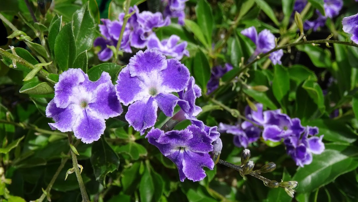 Дуранта с ягодами