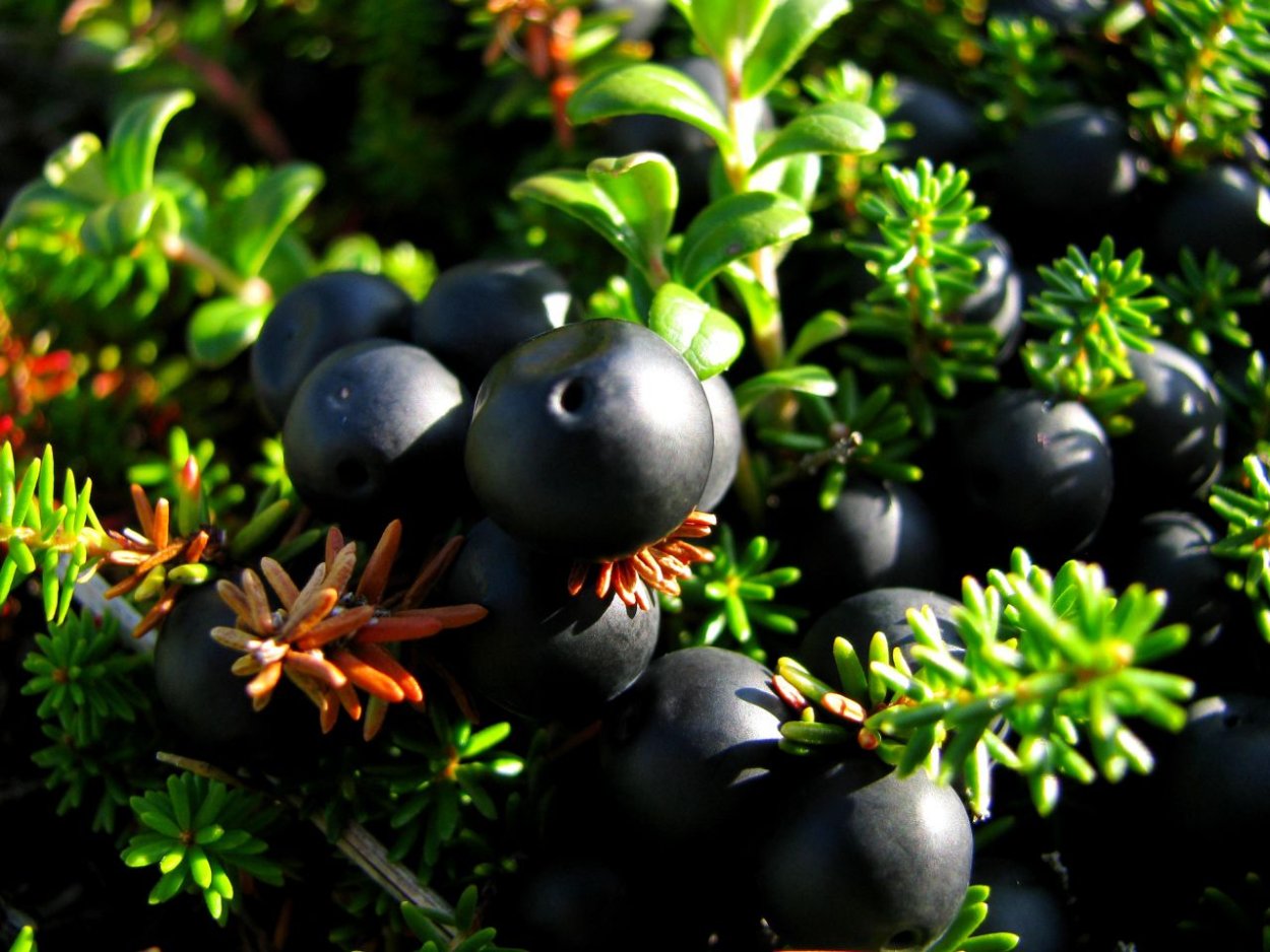 Водяника черная шикша