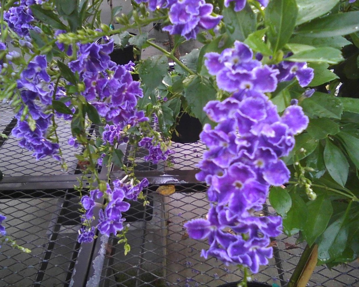 Цветок Дуранта