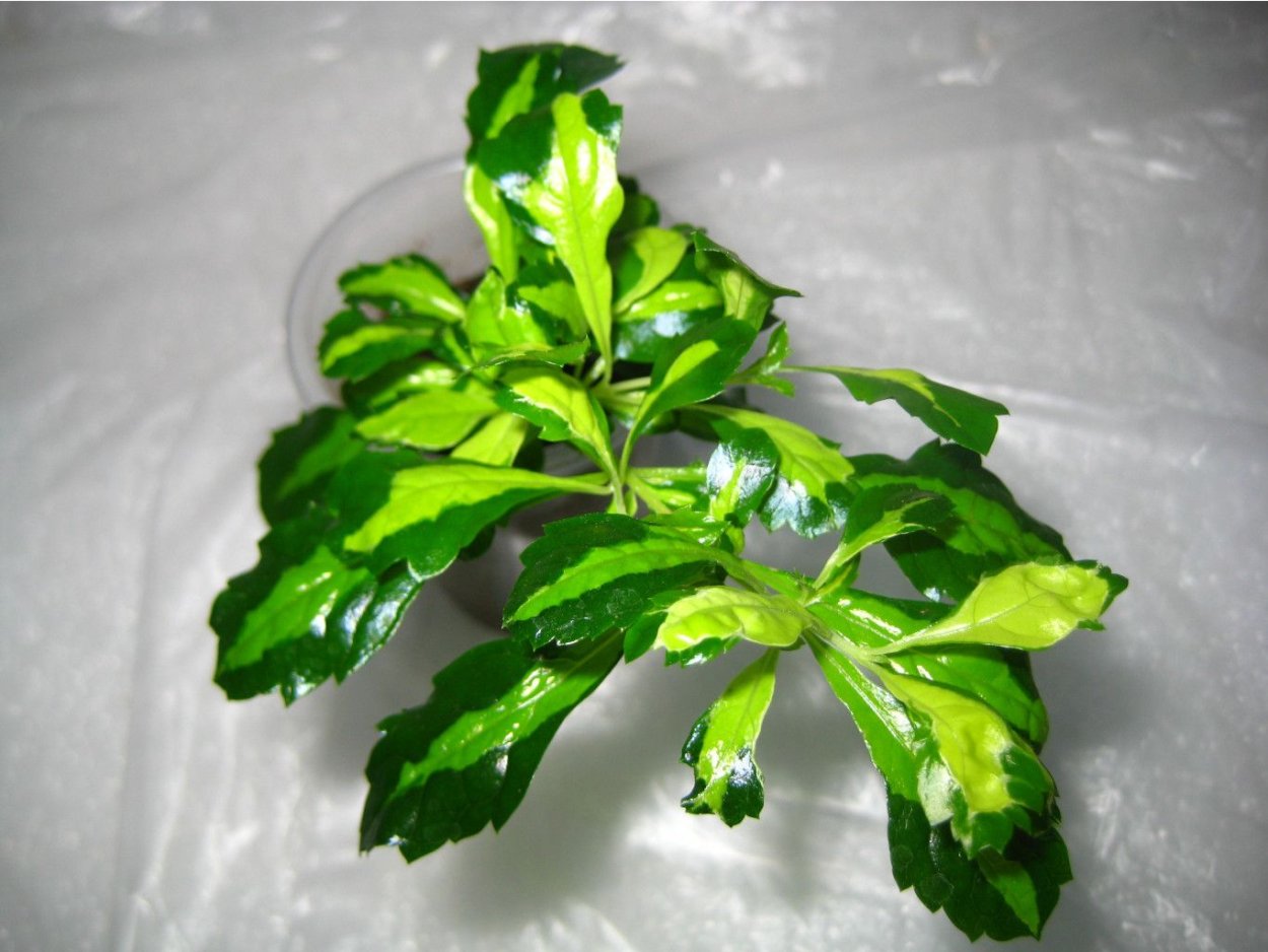 Дуранта прямостоячая