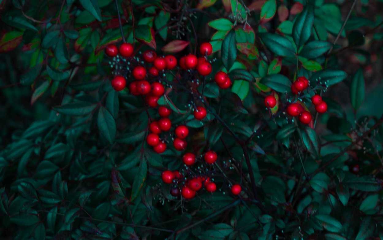Темно красные ягоды