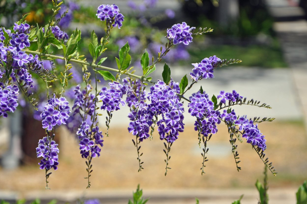Дуранта прямостоячая (Duranta erecta) —