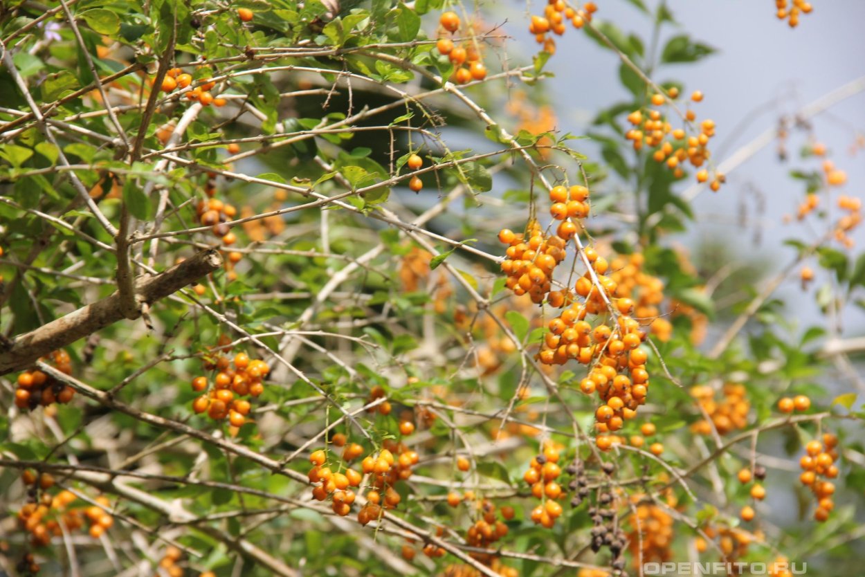 Дуранта голубая