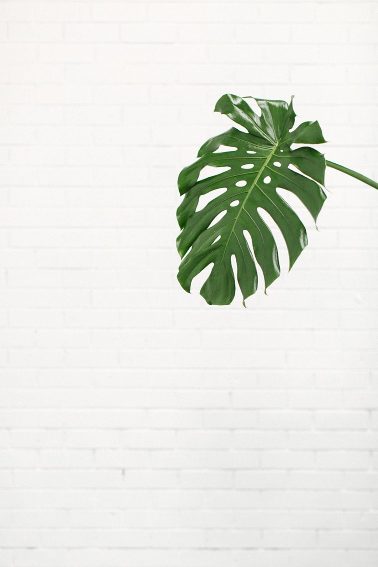 Лист каштана раскраска