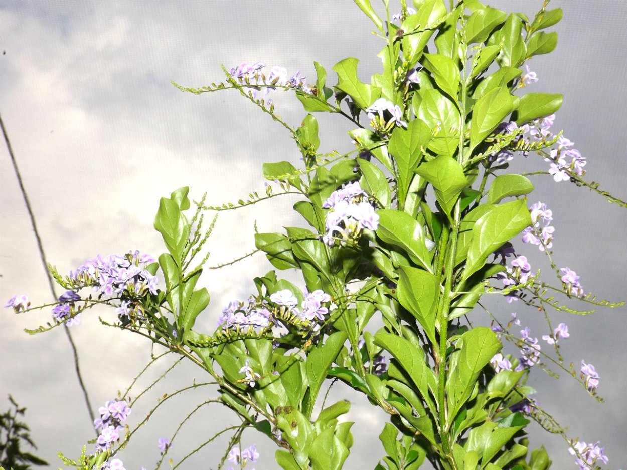 Дуранта с ягодами