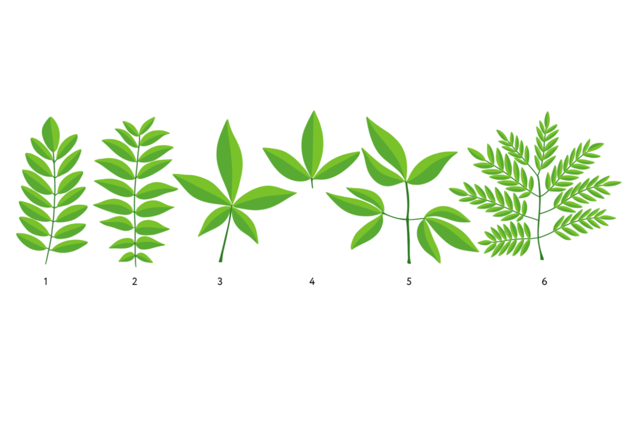 Конский каштан обыкновенный листья