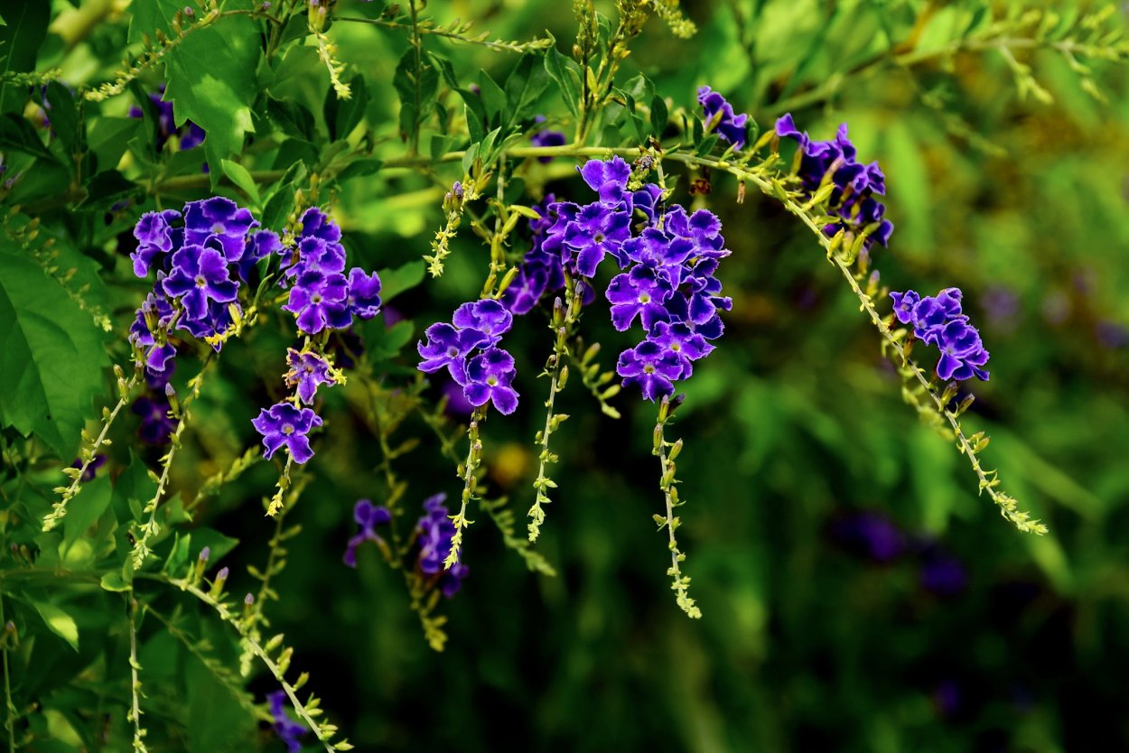 Дуранта гейша