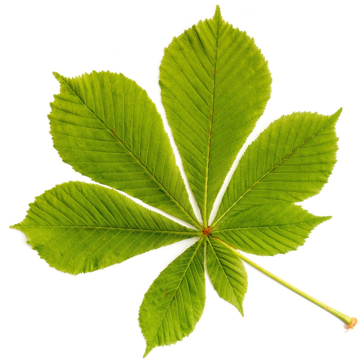 Листочки каштана