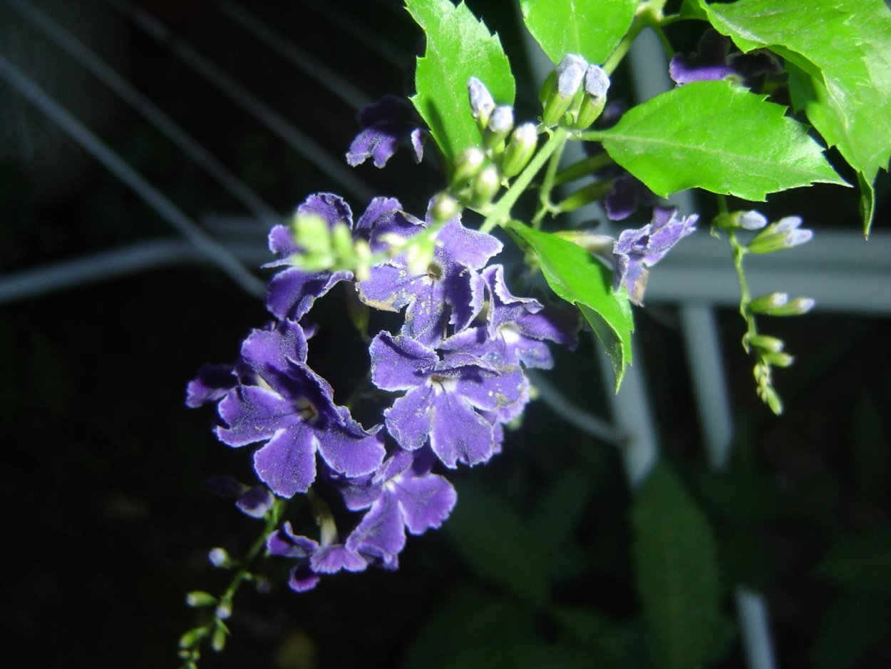 Дуранта комнатная Березка