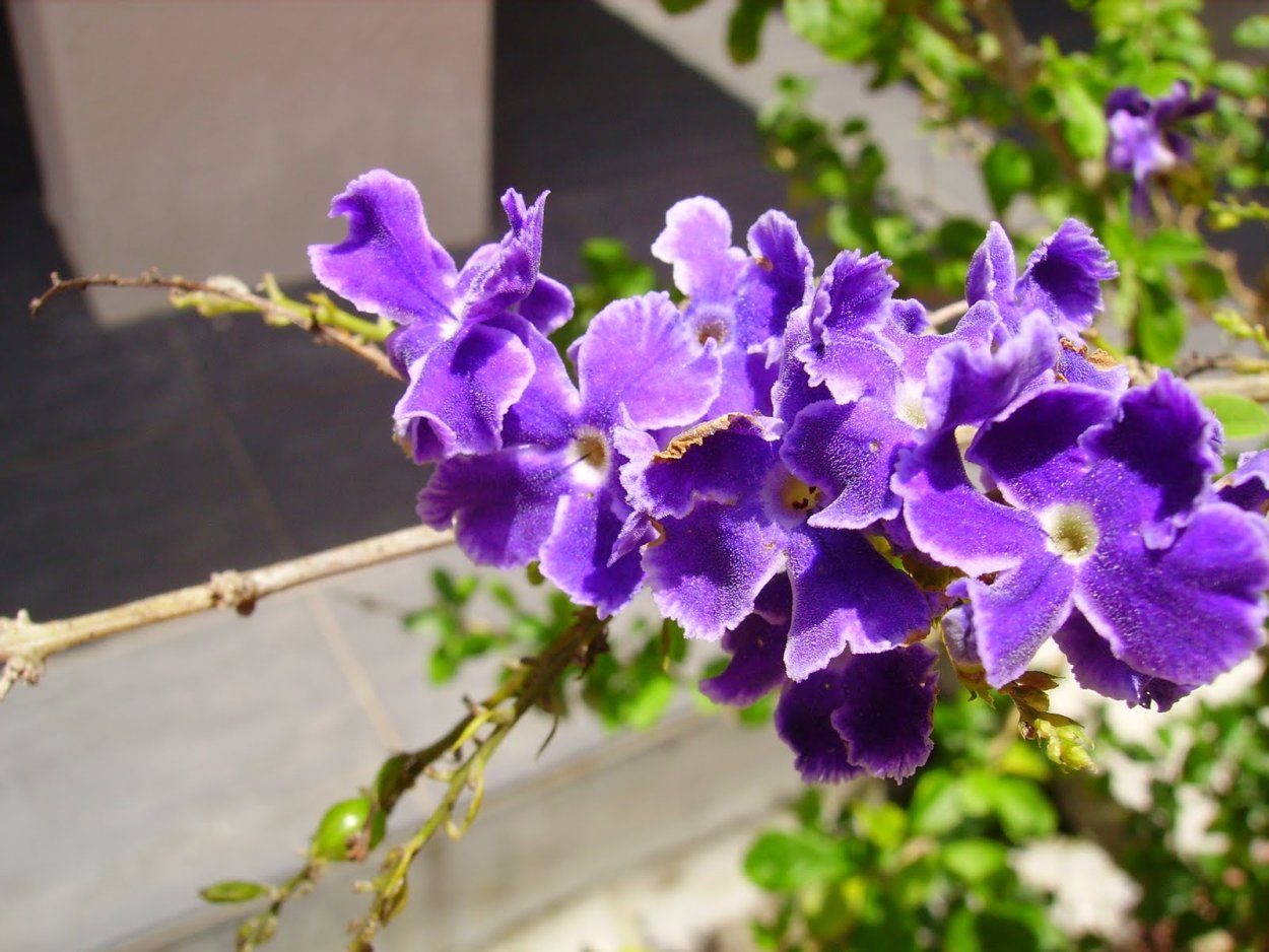 Дуранта прямостоячая